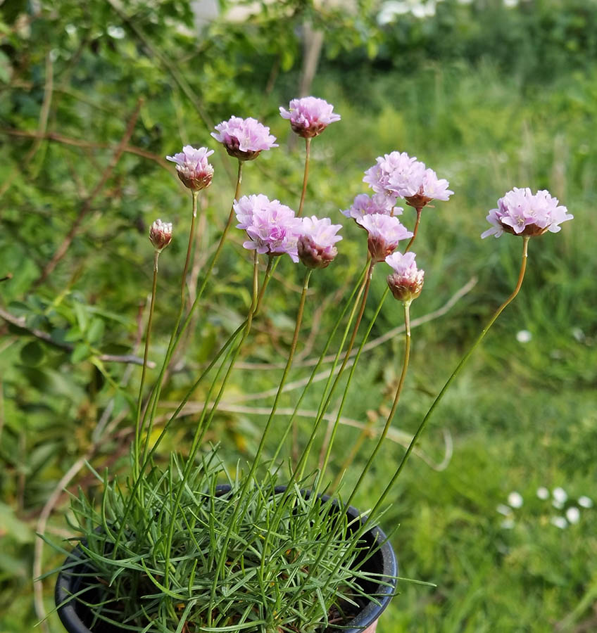 Armeria alpina dense tuft with pink flowers in capitula in alpine rock garden